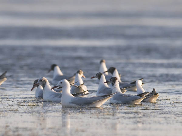 Kaitanokkalokki, Slender-billed Gull, Larus genei